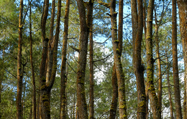 Fototapeta premium Beautiful pine forest landscape in spring colors