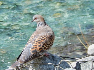 清流で佇むキジバト