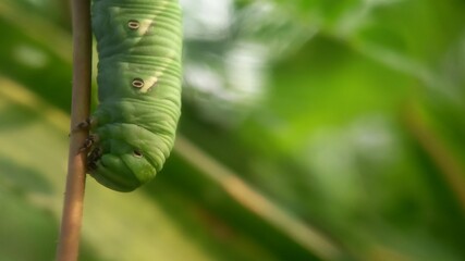 Fototapeta na wymiar caterpillar on a leaf