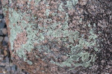 lichen on a rock