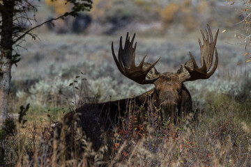 bull moose lying down in the sage