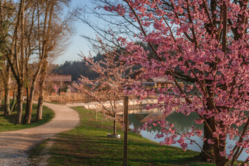 Lac de la Balme de Sillingy