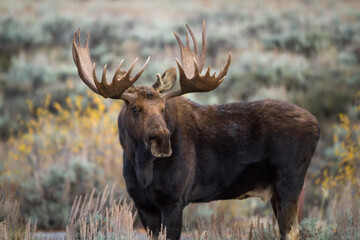 large shiras moose looking for cows - obrazy, fototapety, plakaty