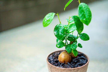 観葉植物のガジュマル