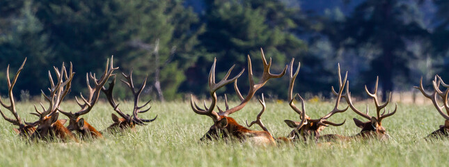 field of bull elk resting together - Powered by Adobe