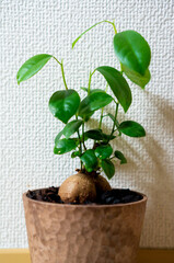 観葉植物のガジュマル