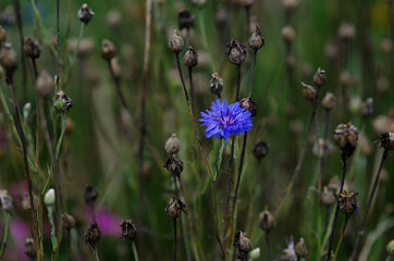 flowers in the meadow