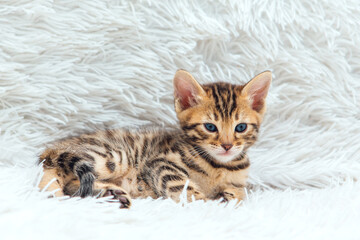 Little bengal kitten on the white fury blanket