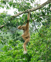 A mother gibbon jumps over a branch with her baby perched on her waist in the forest of Khao Yai National Park, Thailand. The wildlife in Thailand national park 