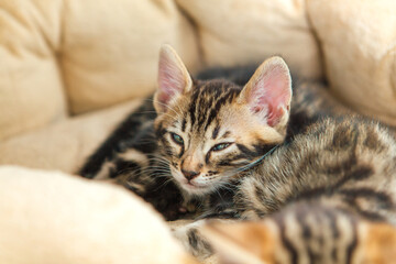 Closee-up little bengal kitten on the cat's pillow