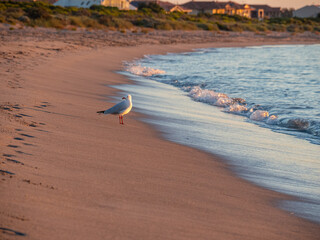 Sunset at Long Point with a seagull on the beach, Port Kennedy