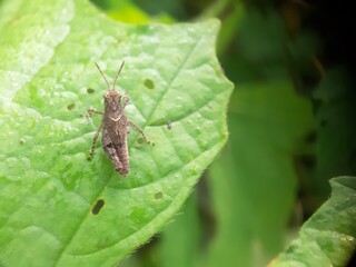 a small brown grasshopper on a hollow leaf