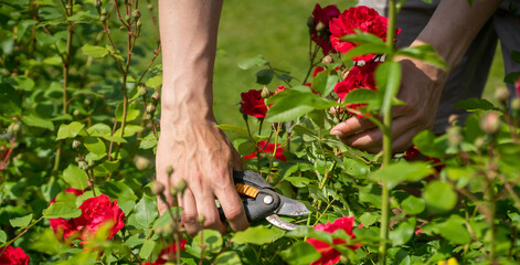 A man is involved in gardening and farming.