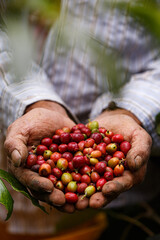 Hands of a farmer harvesting coffee for export in the lands of Colombia