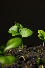 Green plant sprouts