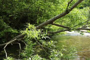 新緑の川辺