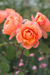 Pink and orange roses close up blur rest in garden