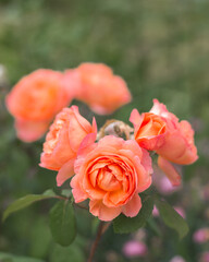 Pink and orange roses close up blur rest in garden