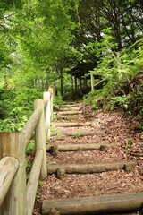 森の中の遊歩道