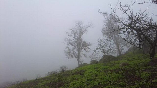 lachay hills, peru, coastal wetland, foggy ecosistem