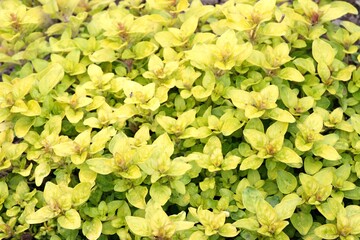 Natural background in green and yellow. Leaves of yellow oregano, lat. Origanum vulgare, is used as culinary herb.