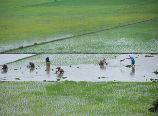 A group of Indian farmers harvesting rice from a field the picture was taken from adichanaloor...