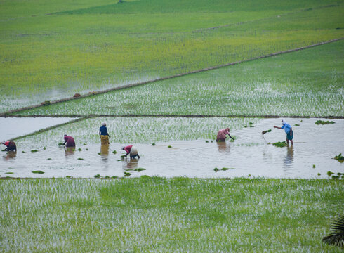 A group of Indian farmers harvesting rice from a field the picture was taken from adichanaloor kerala