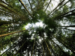 Fototapeta premium High trees in the forest, wood, bottom view