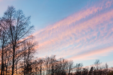 A trees with bare branches on the background of the beautiful cloudy sky at sunset