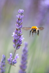 A bee flies to a lavender stalk to collect pollen
