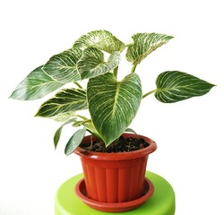 Philodendron Birkin isolated on white background