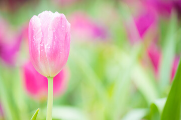 pink tulips on garden