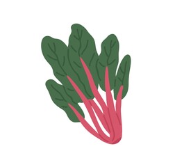 Bunch of fresh Swiss chard with red stems and green leaf. Raw leafy vegetable. Icon of beet spinach. Flat vector illustration of veggie with leaves isolated on white background