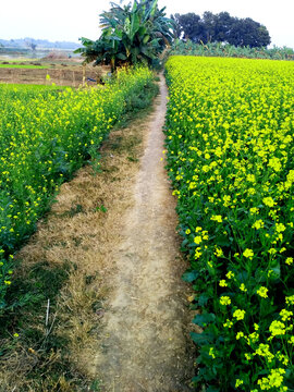 Beautiful mustard flower besiede raw road and some other tree and the sky