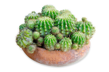 Top view of plenty of spiny cactus in the ceramic pot, focus selective