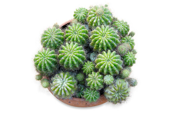 Top view of plenty of spiny cactus in the ceramic pot, focus selective