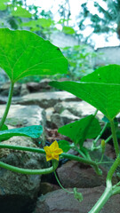 seedling growing in a greenhouse