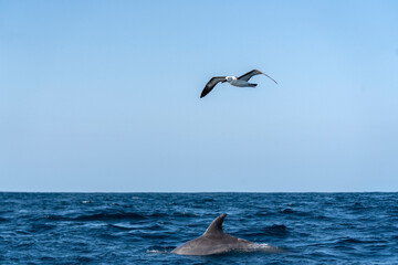 Atlantic yellow-nosed albatross (Thalassarche chlororhynchos) and long-beaked common dolphin (Delphinus capensis) during Sardine run in South Africa.