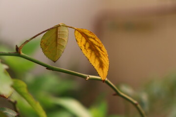 Leaf in high resolution 