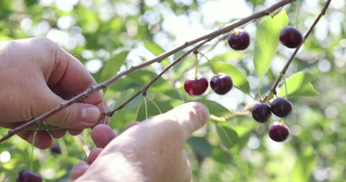 Close-up of a cherry plucked from a branch. Cherry picking.
