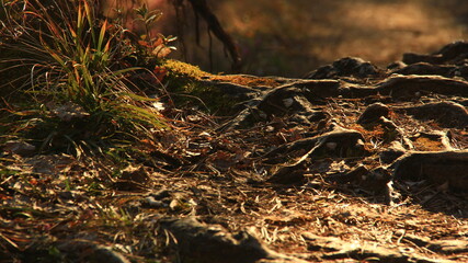 Intensive root system in the forest.