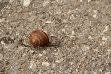 Small snail on the road.