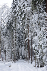 chemin enneigé dans la forêt en hiver - Suisse