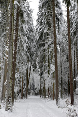 randonnée dans la neige en forêt - Suisse 