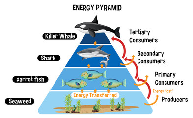 Diagram showing Arctic energy pyramid for education © blueringmedia