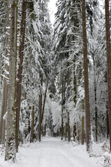 Fototapeta premium chemin enneigé dans une forêt en hiver - Suisse