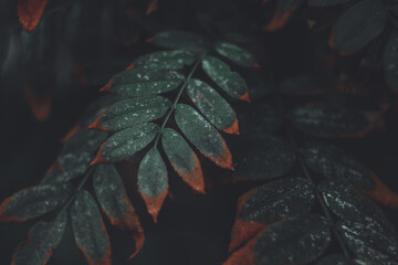 beautiful twig of green leaves