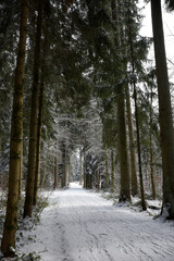chemin de randonnée dans une forêt enneigée