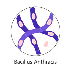 Bacillus Anthracis, pathogen. Rod-shaped gram-positive bacteria. Vector flat illustration - obrazy, fototapety, plakaty