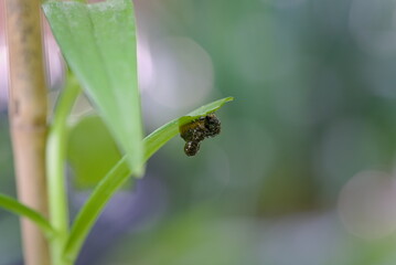 Larva pest Scarlet lily beetle eating leaves